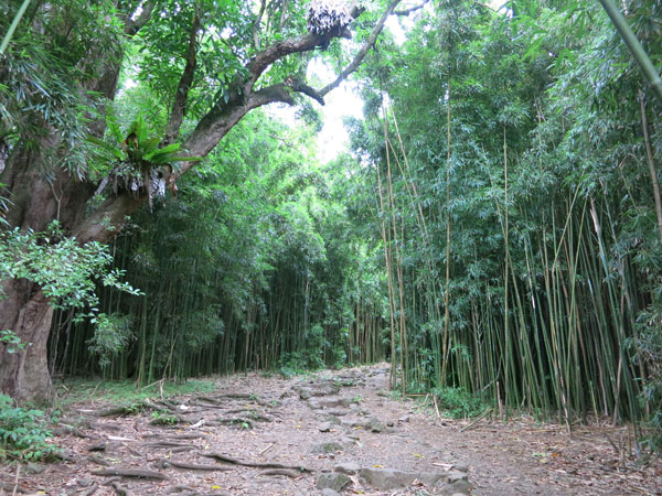 Start of Bamboo Forest at Pipiwai Trail on Maui
