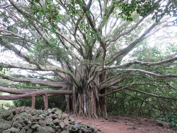 Banyan tree at Pipiwai Trail on Maui