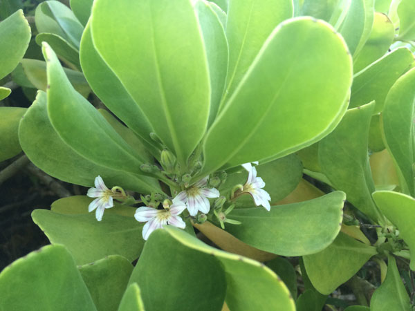 Half-flowers of the Hawaiian beach naupaka