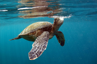 Hawaii Sea Turtle