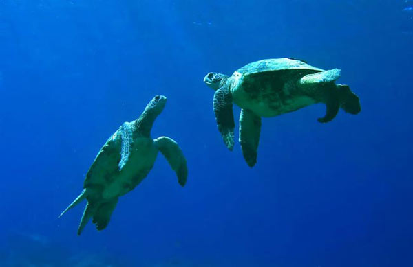 hawaiian sea turtles